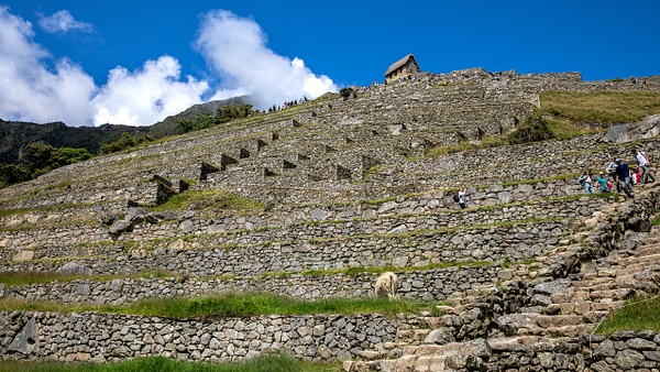 1. Machu Picchu  (19) - PERU - Machu Picchu - François Scheffen Photography