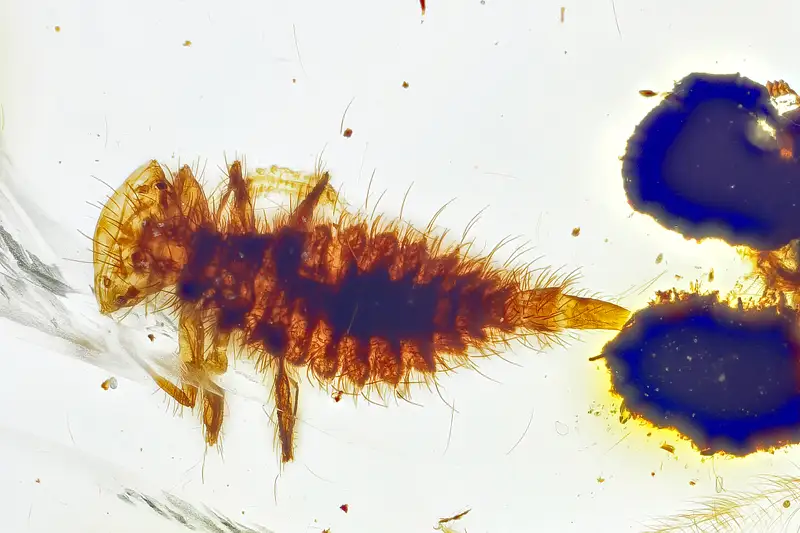 BU769ba odonata larva