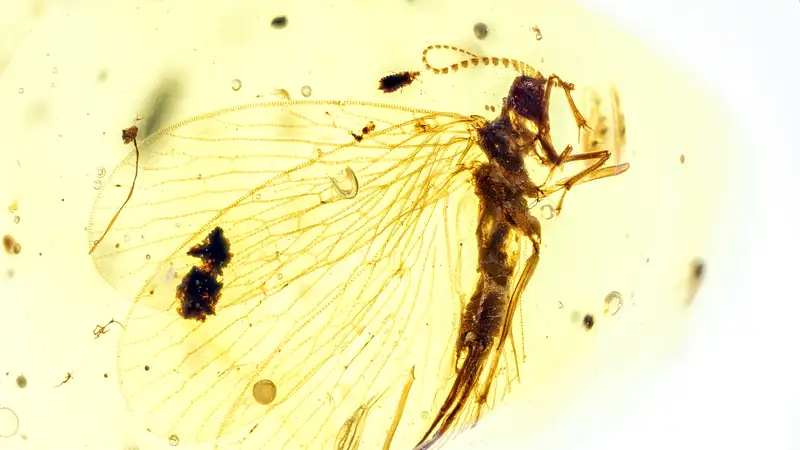 BU755 meropeidae female