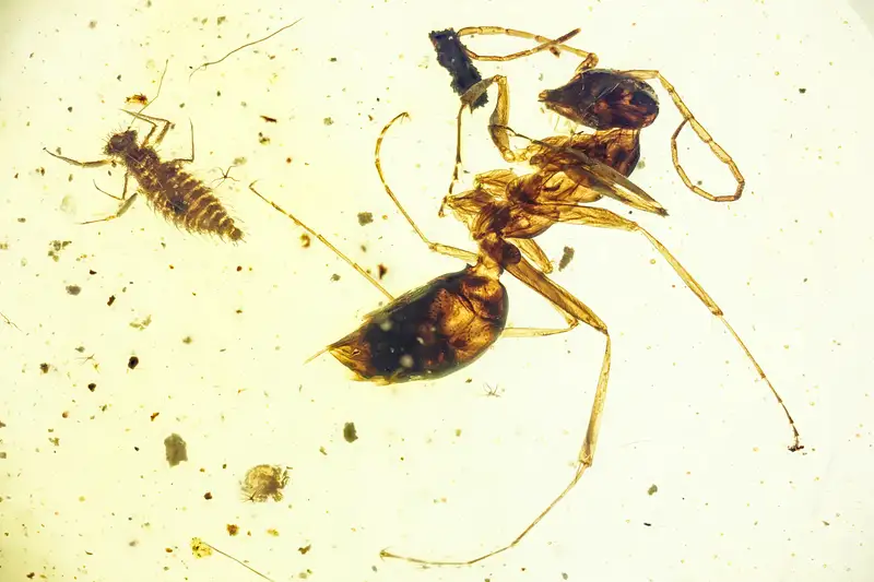 BU813 odonata larva + ant