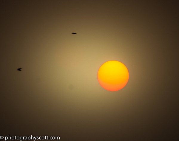 Flight of the Phoenix - Golden Hours - PhotographyScott 