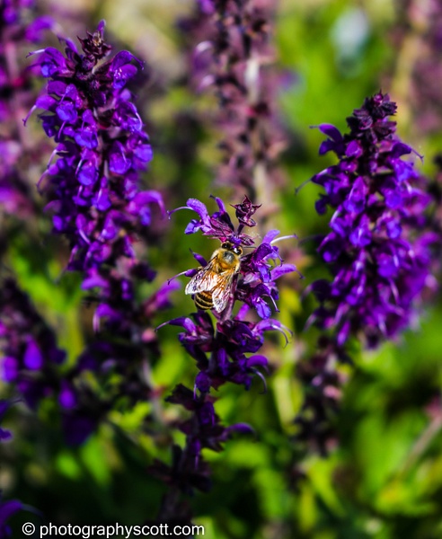 Beautiful Flowers and a Bee Doing Its' Job - Utah - Photography Scott 