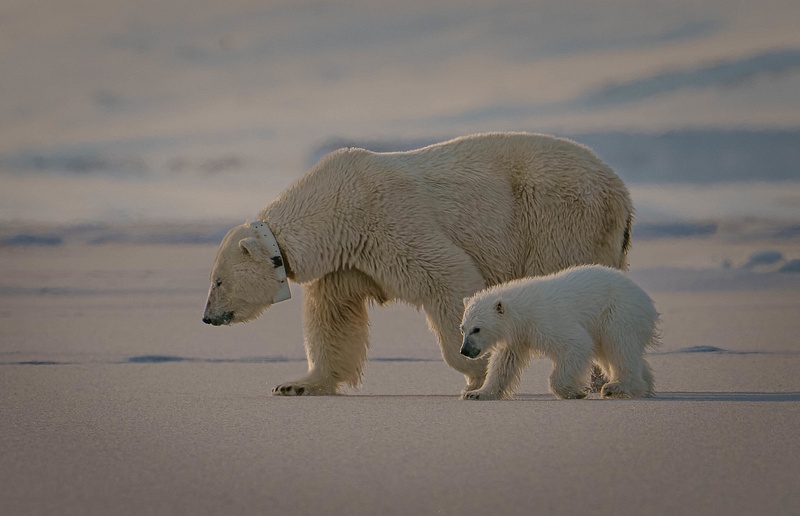 Cub and mother 