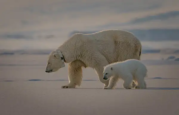 Cub and mother 'Frost' 3 by Turgay Uzer