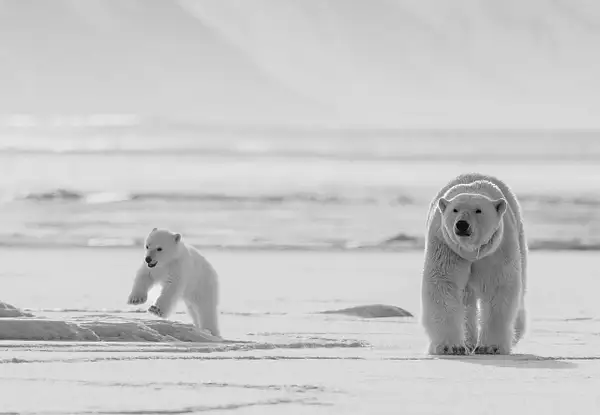 Cub and mother 'Frost' 2 by Turgay Uzer