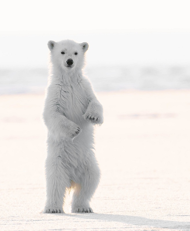 Cub standing up