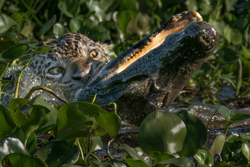 Jaguar killing caiman, Pantanal, Brazil