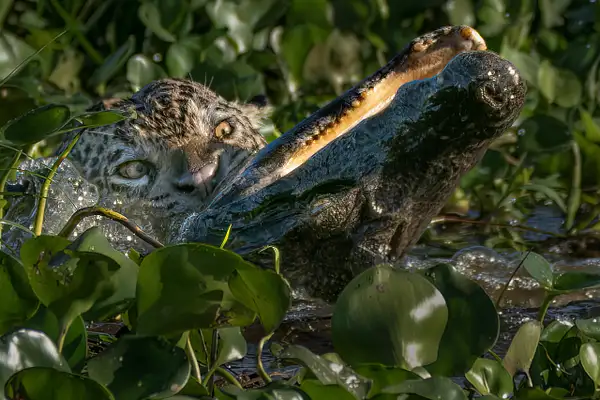 Jaguar killing caiman, Pantanal, Brazil by Turgay Uzer