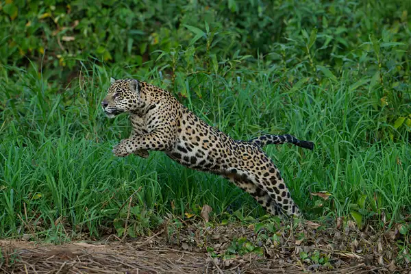 Female jaguar 'Medrosa' jumping to greet her by Turgay...