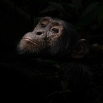 Chimpanzees of Kibale Forest, Uganda