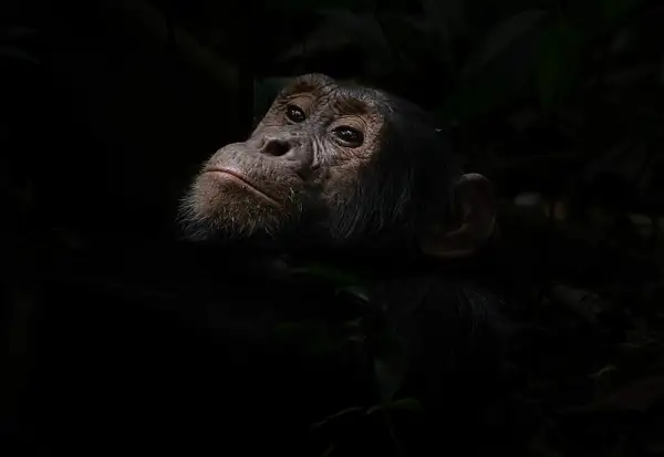 Chimpanzees of Kibale Forest, Uganda by Turgay Uzer by...