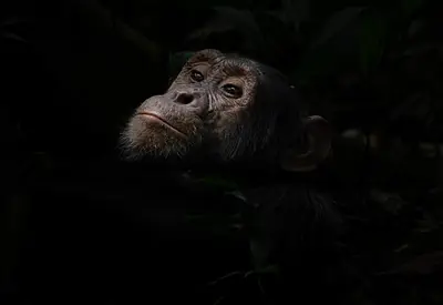 Chimpanzees of Kibale Forest, Uganda