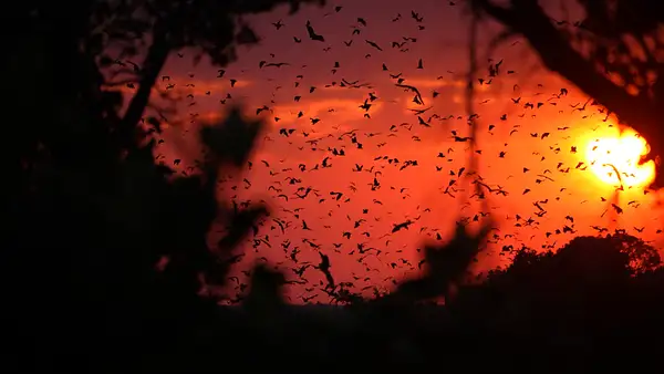 Bat Migration, Kasanka National Park, Zambia by Turgay...