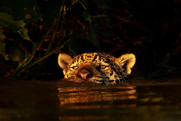 Female jaguar 'Ti 'swimming by Turgay Uzer