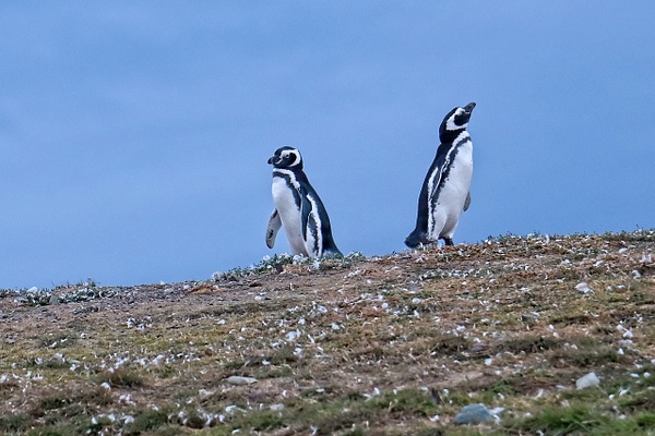 Magellianic Penguins - Nature - Phil Mason Photography