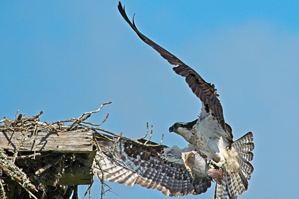 Osprey with Fish 2 - Nature - Phil Mason Photography 