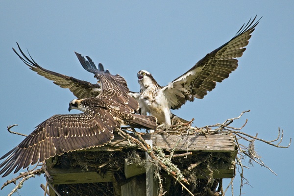 Parent and Young Osprey - Nature - Phil Mason Photography 