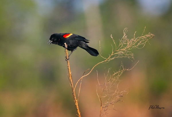 Red-winged Blackbird - Nature - Phil Mason Photography 