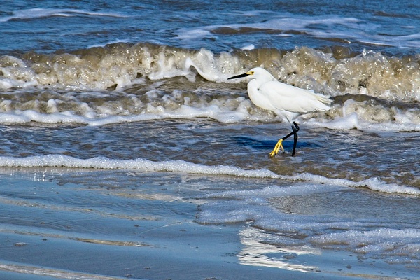 Snowy Egret in Surf - Nature - Phil Mason Photography