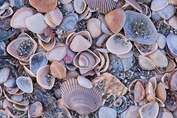 Shell Art - Shore Landscapes - Phil Mason Photography  