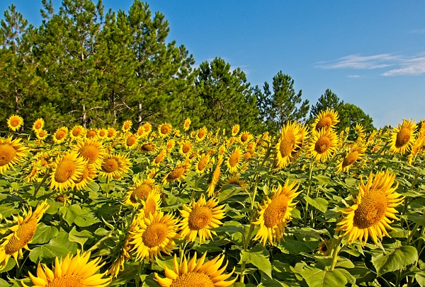 Sunflowers - Nature - Phil Mason Photography 