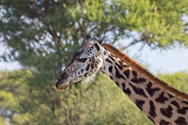 Masai Giraffe - Nature - Phil Mason Photography 