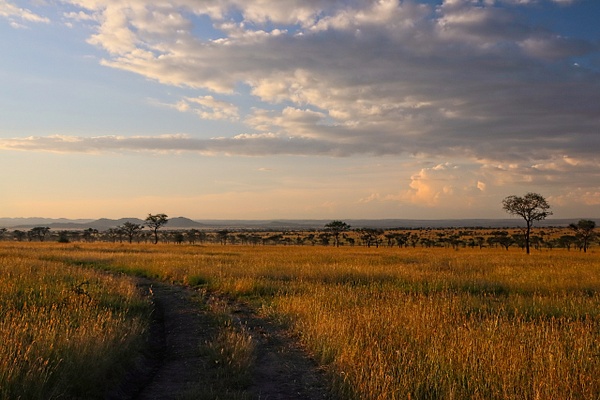 Serengeti Sunset - Landscapes - Phil Mason Photography