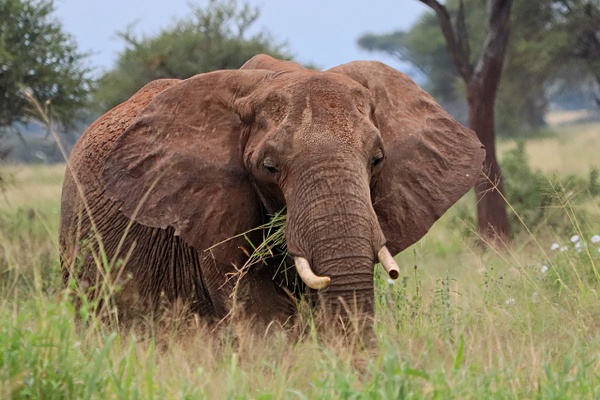 Bull Elephant Feeding - Nature - Phil Mason Photography 