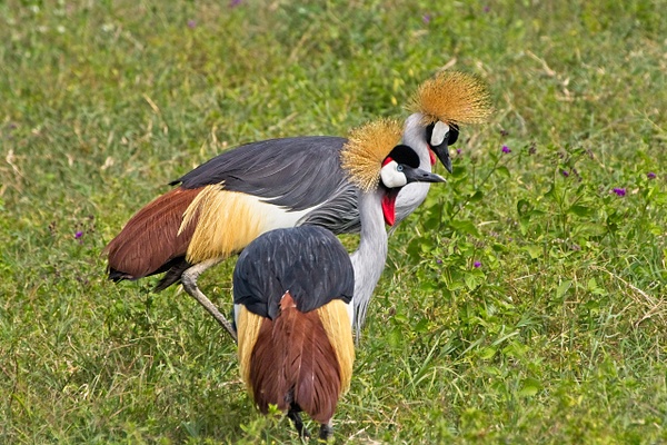Grey-crowned Cranes - Nature - Phil Mason Photography 