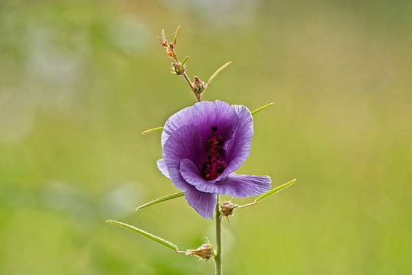 Wildflower Tanzania - Nature - Phil Mason Photography 