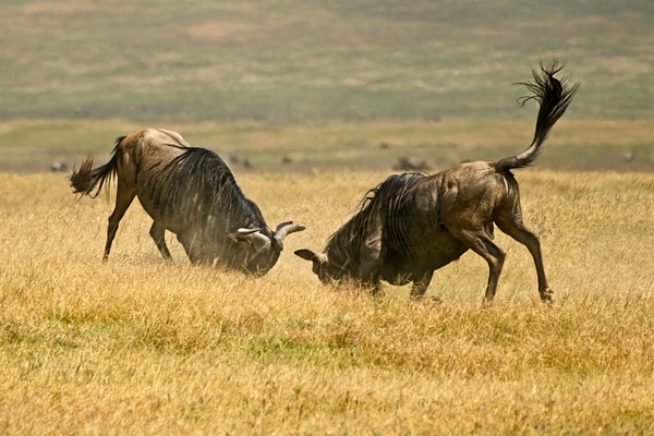 Jousting Wildebeests - Nature - Phil Mason Photography