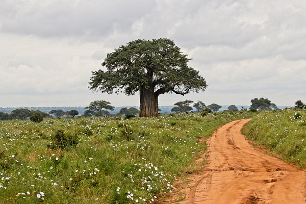 Baobab Road - Landscapes - Phil Mason Photography 