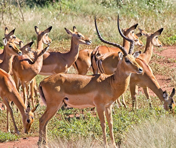 Male Impala and Harem - Nature - Phil Mason Photography 