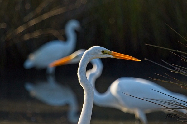 Great Egrets Three - Nature - Phil Mason Photography