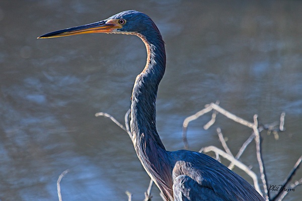 Tricolored Heron - Home - Phil Mason Photography 