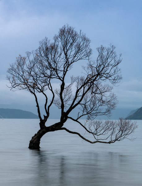Wanaka Tree New Zealand - The Wanaka Tree - Neil Sims Photography 