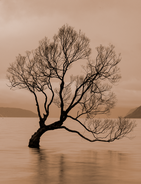Wanaka Tree New Zealand Sepia - The Wanaka Tree - Neil Sims Photography 