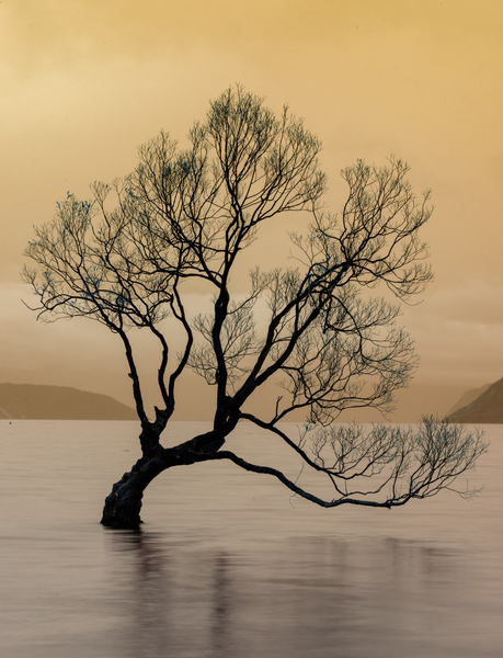 Wanaka Tree New Zealand with change two yellow cast - The Wanaka Tree - Neil Sims Photography  