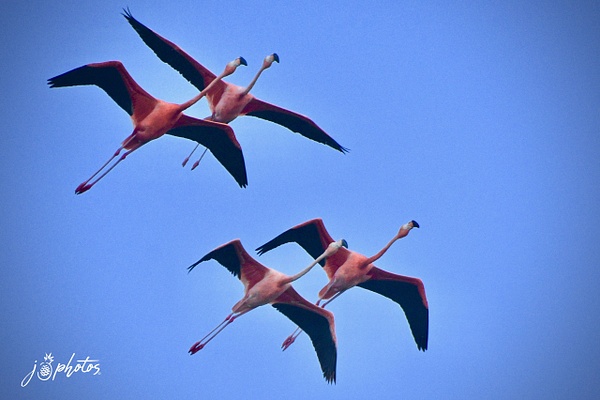 Flying Flamingos - Juan Pina