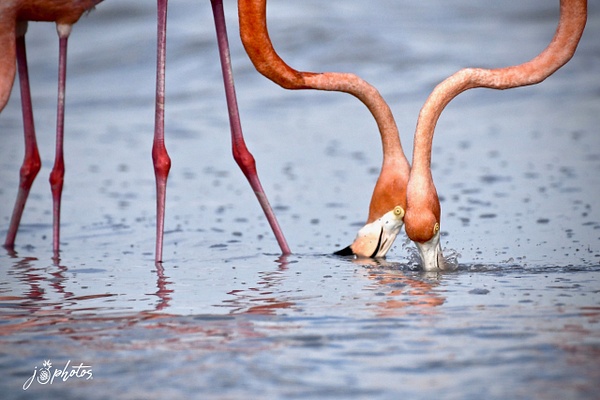 Flamingos Feeding - Juan Pina