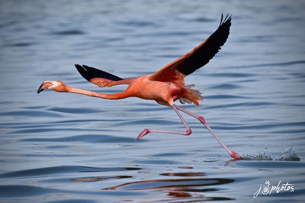 Flamingo - Juan Pina