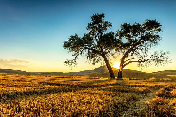 Lone Tree Field - Out In Nature - Klevens Photography 