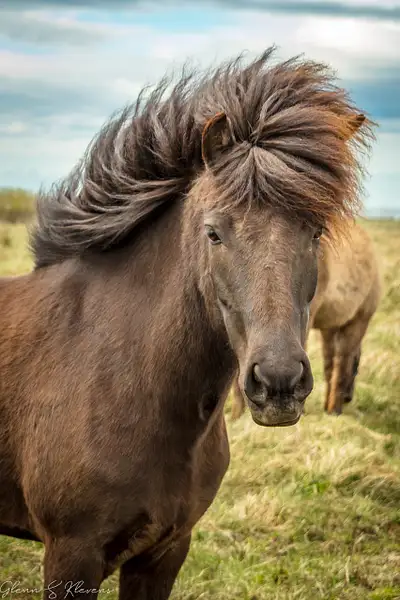 Iceland Horse Stare by Glenn Klevens