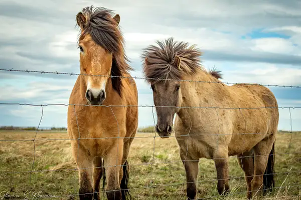 Icelandic Horses by Glenn Klevens