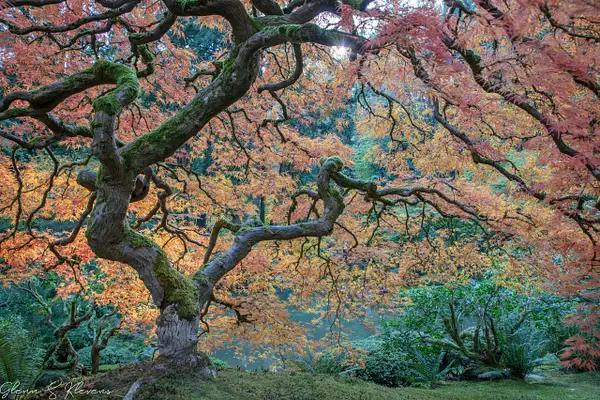 Maple Tree Delight by Glenn Klevens