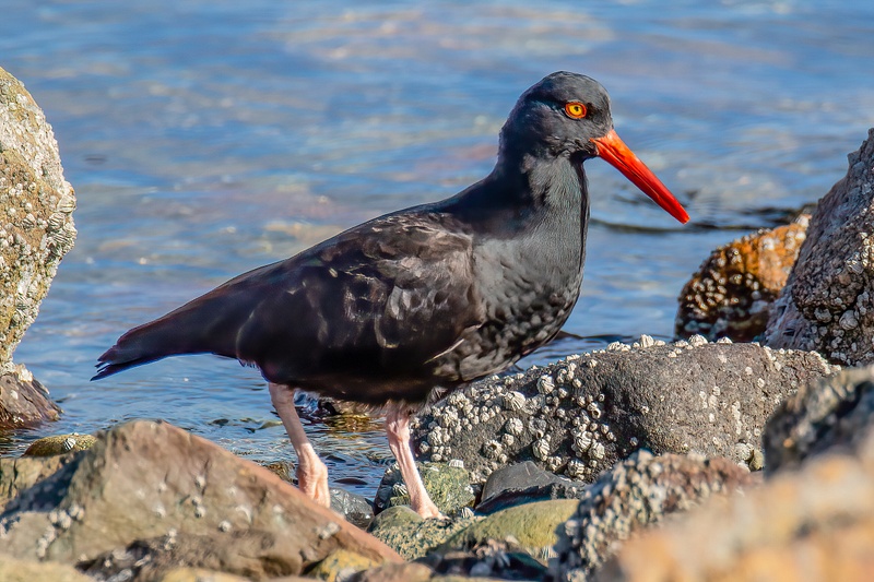 A Handsome Oyster Catcher