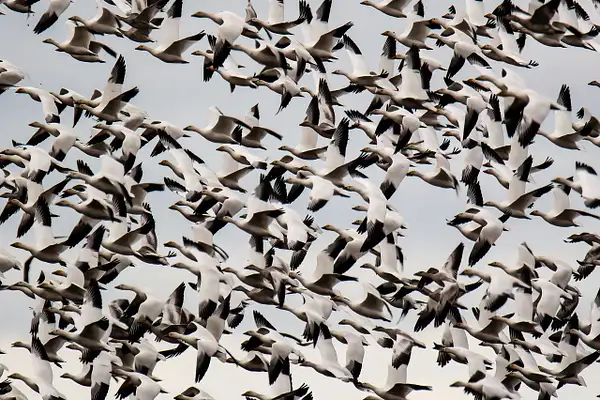 Snow Geese in Mass Flight by Ernie Hayden