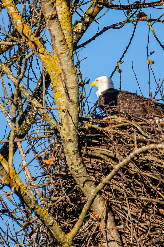 Nested Eagle Near Edison, WA USA
