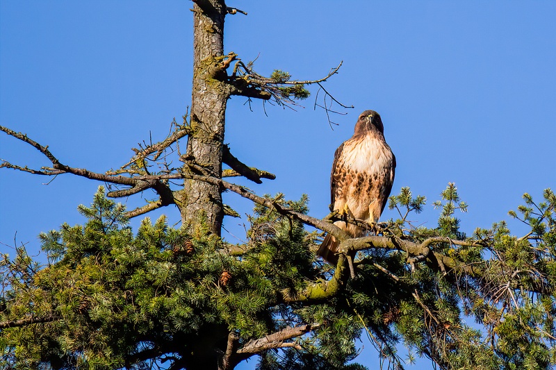 Hawk Standing Watch