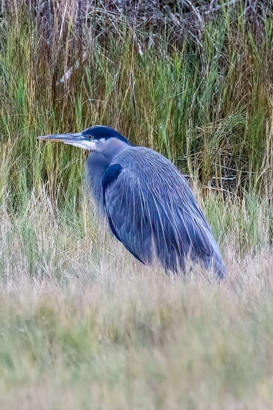 Heron in a Field Looking for Lunch